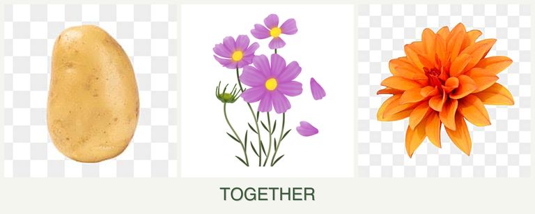 Can you plant potatoes, cosmos and dahlias together?