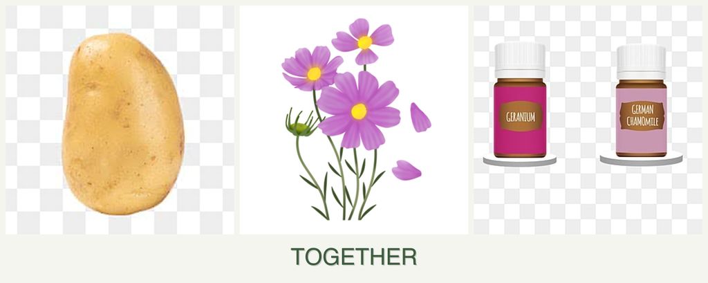Can you plant potatoes, cosmos and geraniums together?