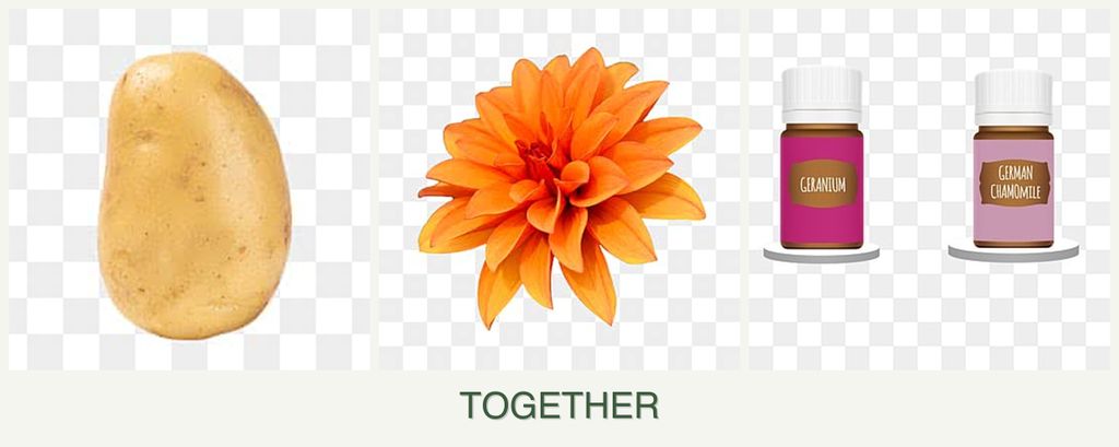 Can you plant potatoes, dahlias and geraniums together?