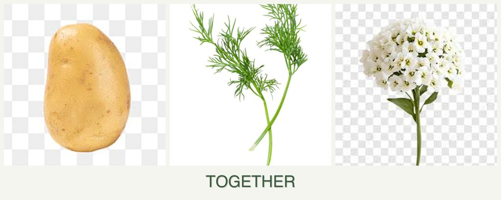 Can you plant potatoes, dill and alyssum together?
