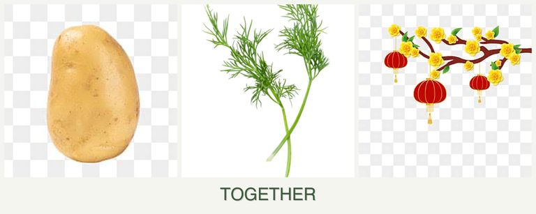 Can you plant potatoes, dill and apricots together?