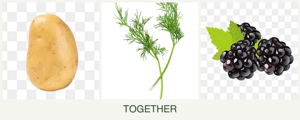 Can you plant potatoes, dill and blackberries together?