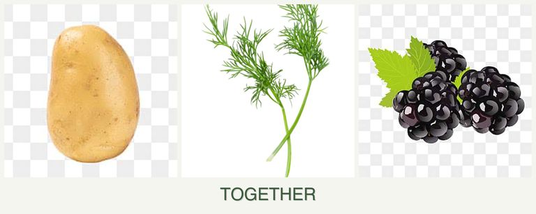 Can you plant potatoes, dill and blackberries together?
