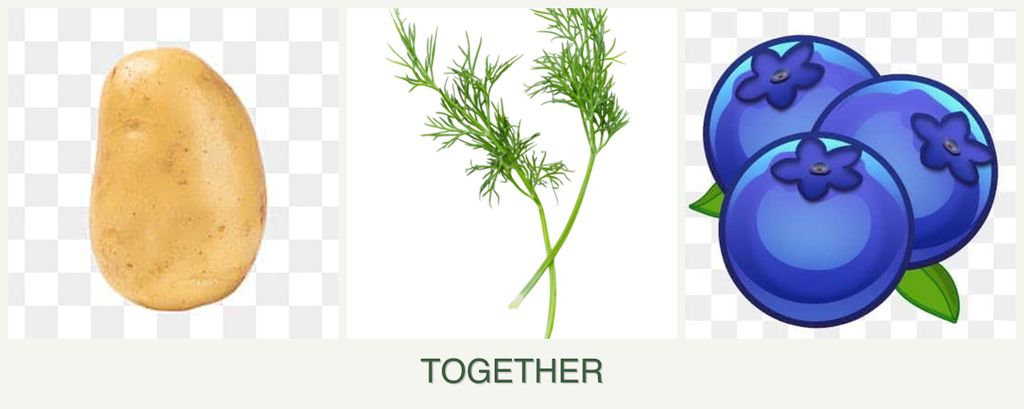 Can you plant potatoes, dill and blueberries together?