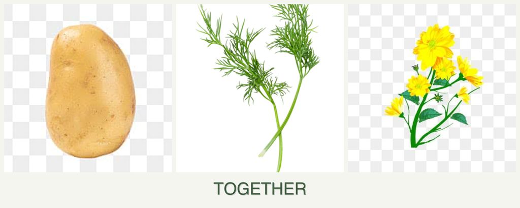 Can you plant potatoes, dill and calendula together?