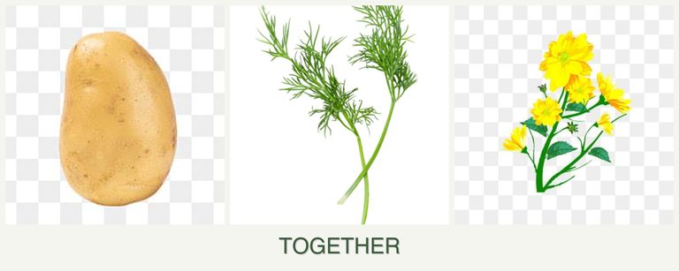 Can you plant potatoes, dill and calendula together?