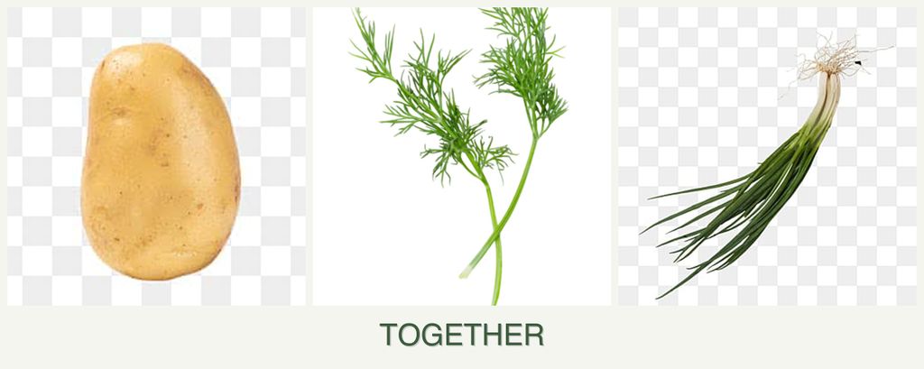 Can you plant potatoes, dill and chives together?