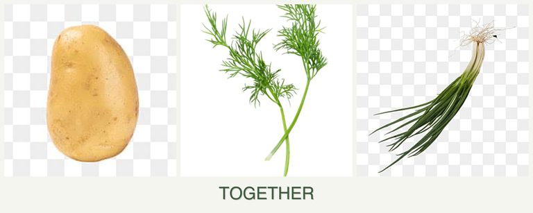 Can you plant potatoes, dill and chives together?