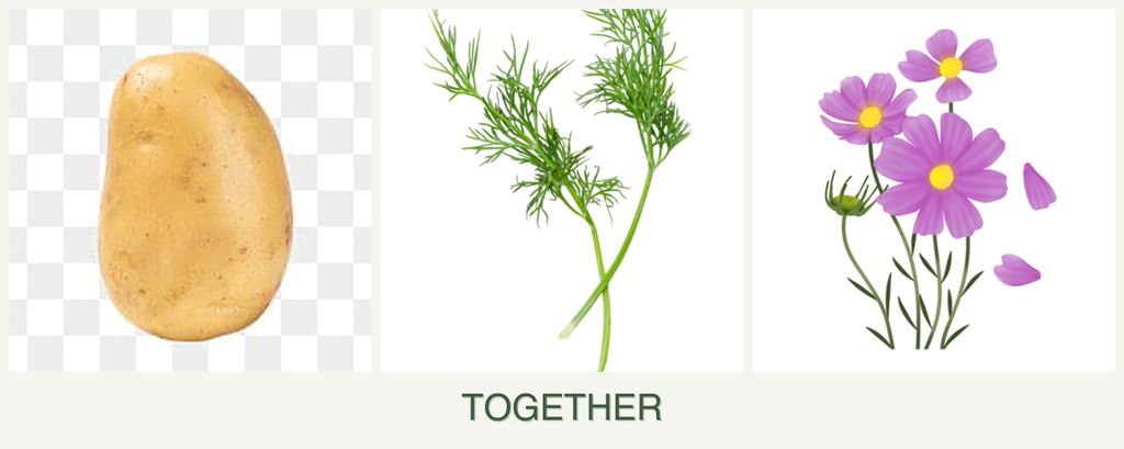 Can you plant potatoes, dill and cosmos together?