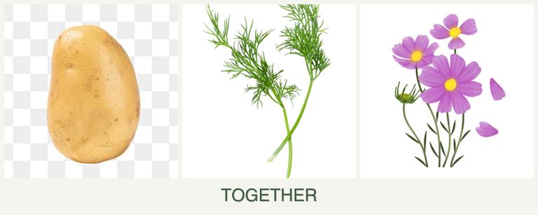 Can you plant potatoes, dill and cosmos together?