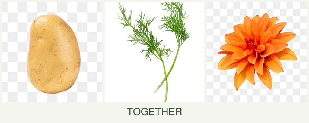 Can you plant potatoes, dill and dahlias together?
