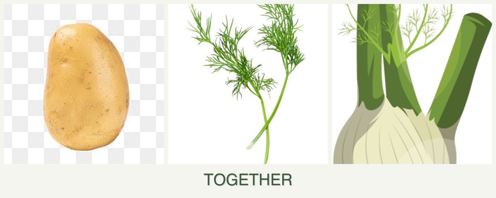 Can you plant potatoes, dill and fennel together?
