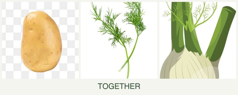 Can you plant potatoes, dill and fennel together?