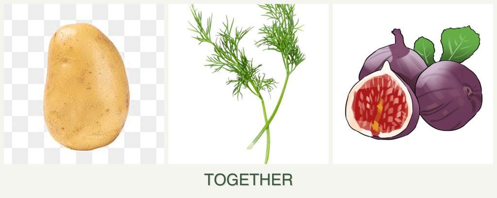 Can you plant potatoes, dill and figs together?