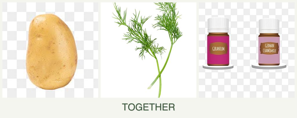 Can you plant potatoes, dill and geraniums together?