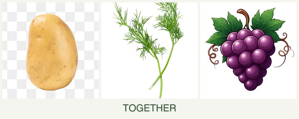 Can you plant potatoes, dill and grapes together?