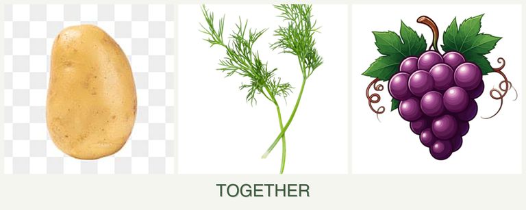 Can you plant potatoes, dill and grapes together?