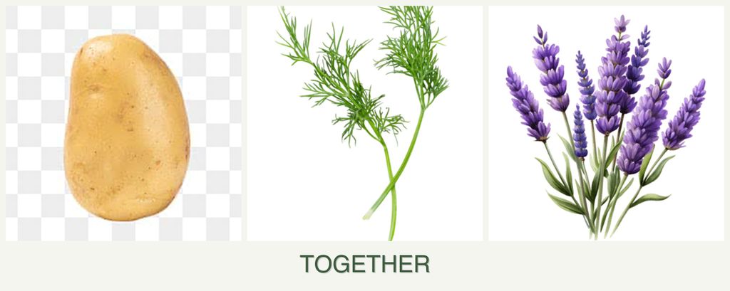 Can you plant potatoes, dill and lavender together?