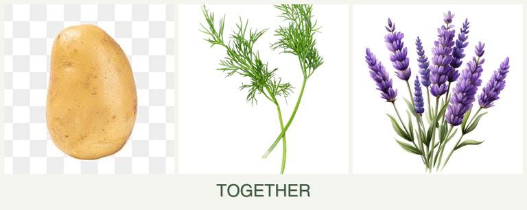 Can you plant potatoes, dill and lavender together?