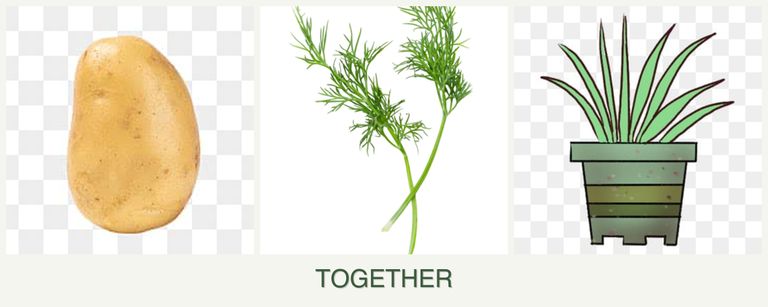 Can you plant potatoes, dill and lemongrass together?