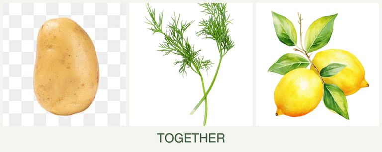 Can you plant potatoes, dill and lemons together?