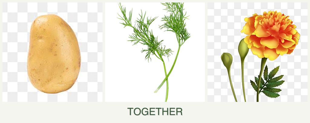 Can you plant potatoes, dill and marigolds together?