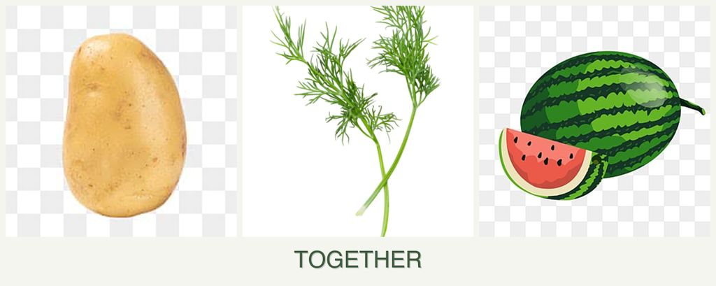 Can you plant potatoes, dill and melons together?