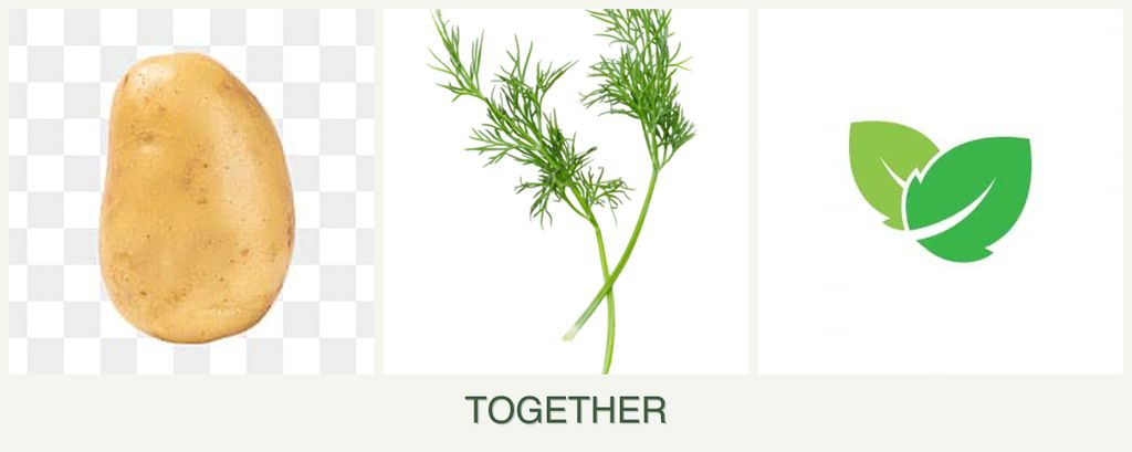 Can you plant potatoes, dill and mint together?