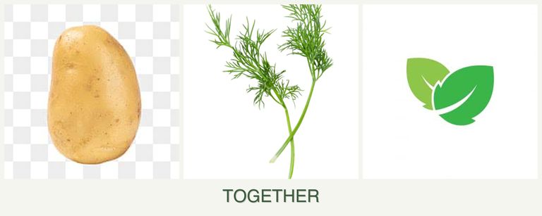 Can you plant potatoes, dill and mint together?