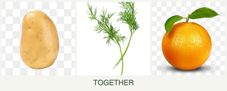 Can you plant potatoes, dill and oranges together?