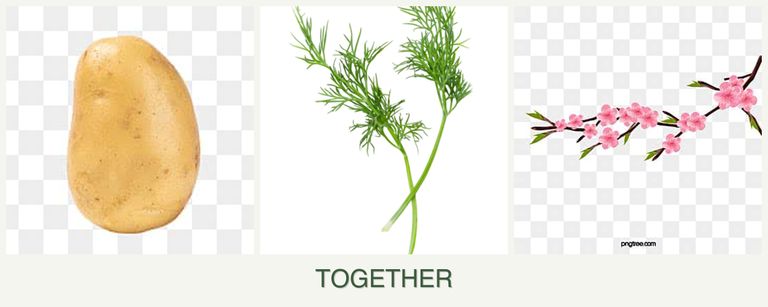 Can you plant potatoes, dill and peaches together?