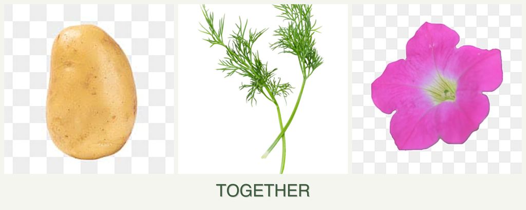 Can you plant potatoes, dill and petunias together?