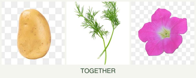 Can you plant potatoes, dill and petunias together?