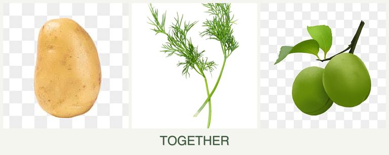 Can you plant potatoes, dill and plums together?