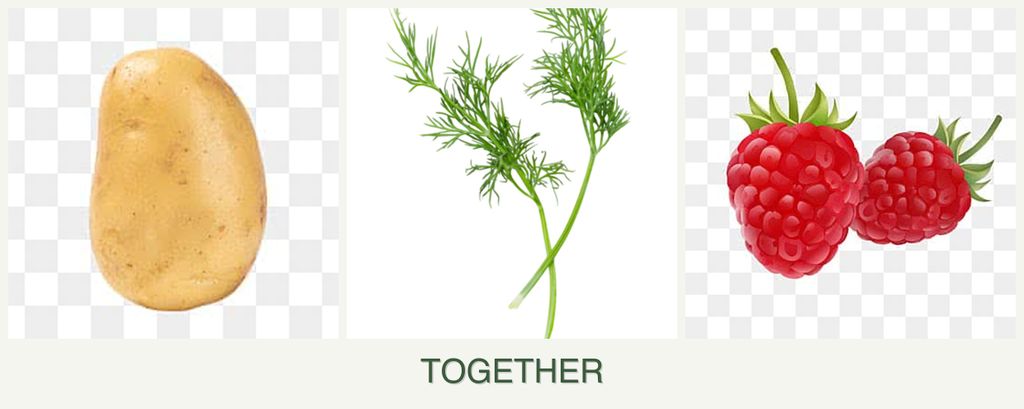 Can you plant potatoes, dill and raspberries together?