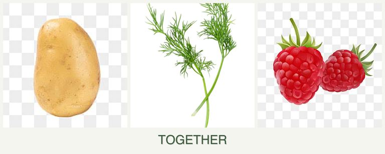 Can you plant potatoes, dill and raspberries together?