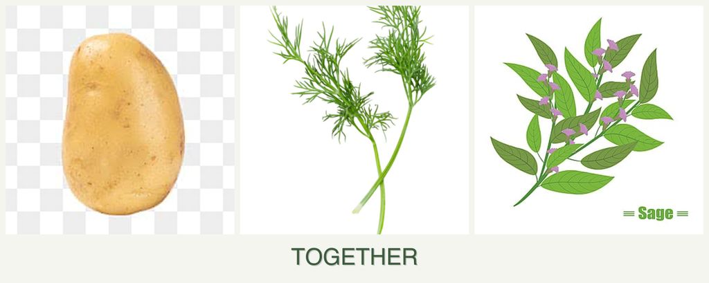 Can you plant potatoes, dill and sage together?