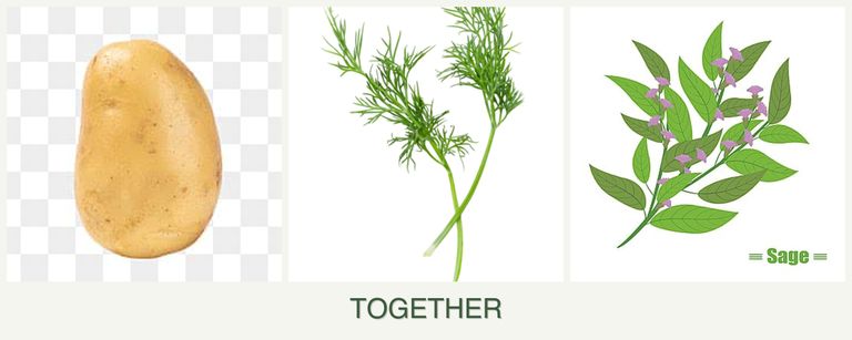 Can you plant potatoes, dill and sage together?