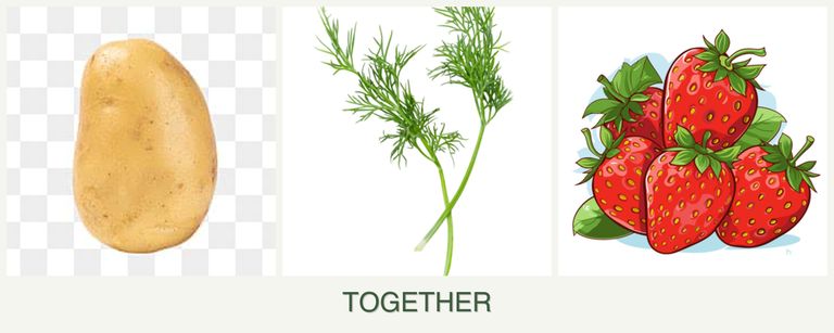 Can you plant potatoes, dill and strawberries together?