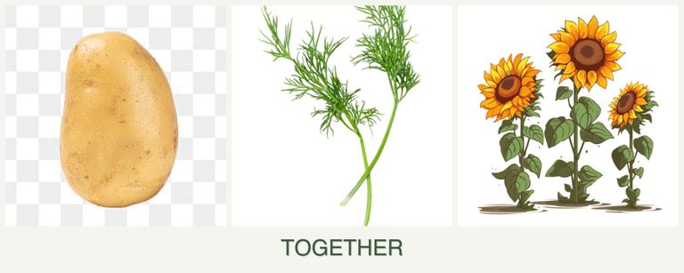 Can you plant potatoes, dill and sunflowers together?