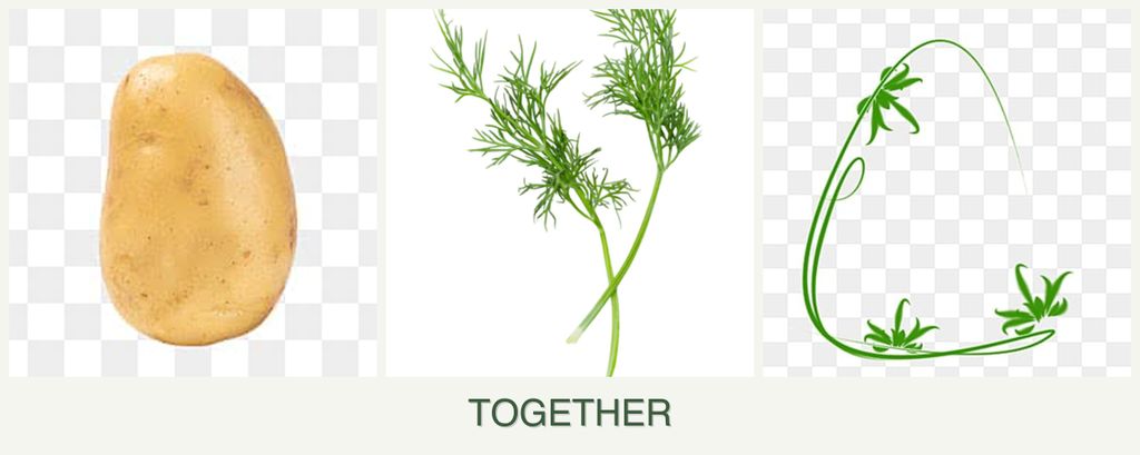 Can you plant potatoes, dill and tarragon together?