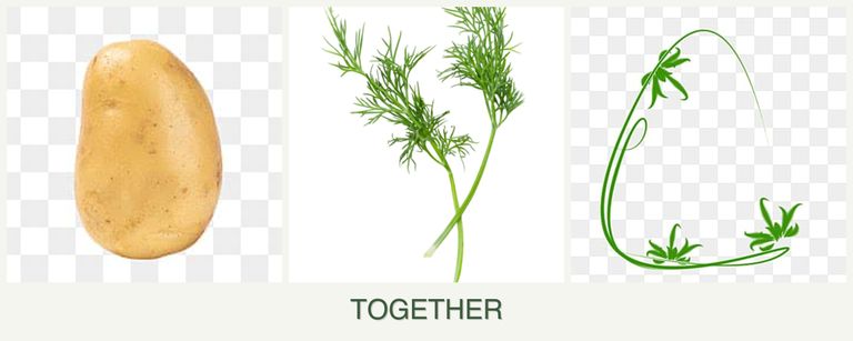 Can you plant potatoes, dill and tarragon together?