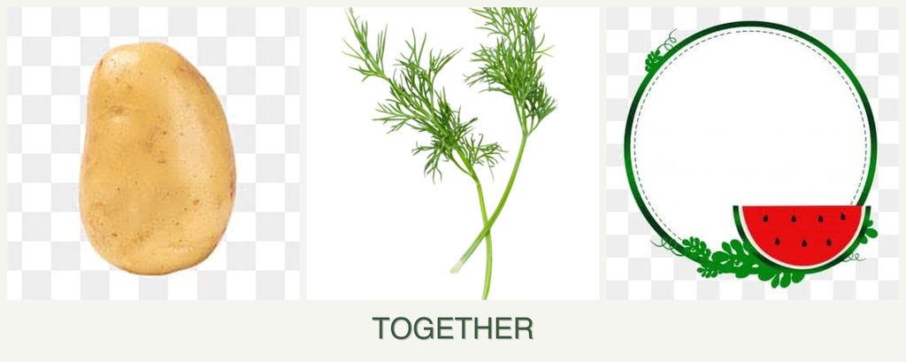 Can you plant potatoes, dill and watermelons together?