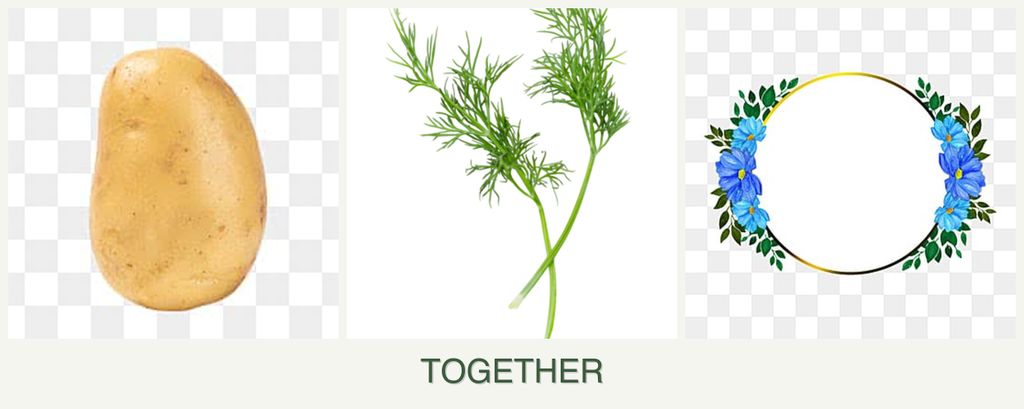 Can you plant potatoes, dill and zinnias together?