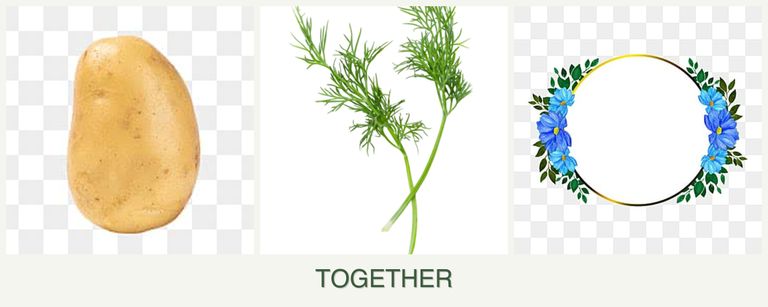 Can you plant potatoes, dill and zinnias together?