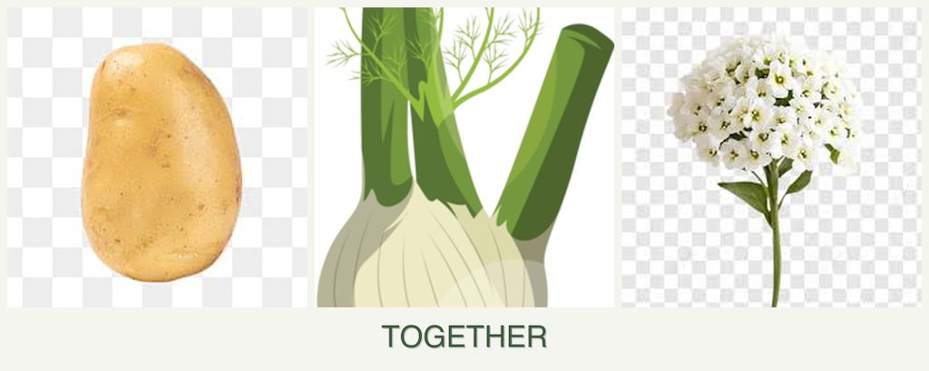 Can you plant potatoes, fennel and alyssum together?