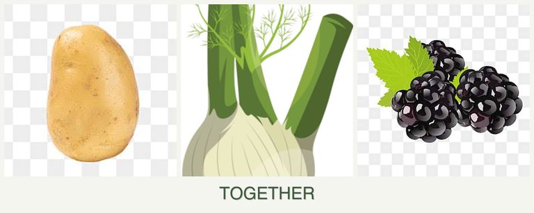 Can you plant potatoes, fennel and blackberries together?