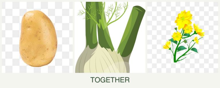 Can you plant potatoes, fennel and calendula together?