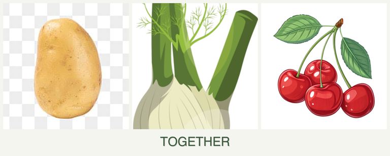 Can you plant potatoes, fennel and cherries together?
