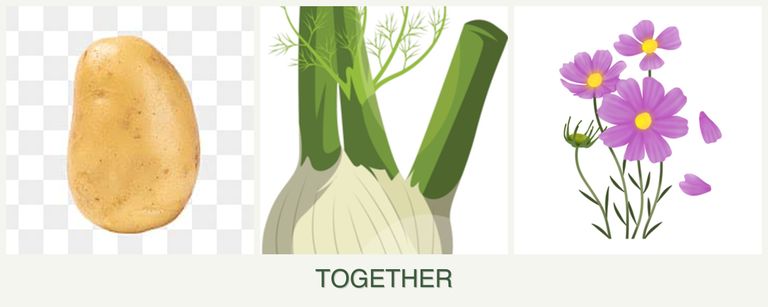 Can you plant potatoes, fennel and cosmos together?